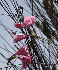 Gladiolus inflatus