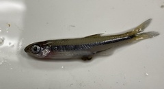 Lythrurus umbratilis