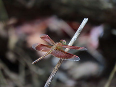 Neurothemis stigmatizans