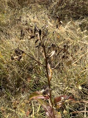 Lactuca sibirica