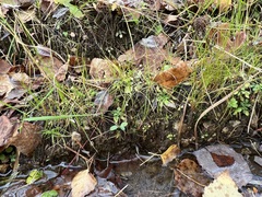 Androsace filiformis