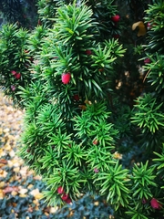 Taxus baccata