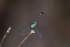 Nannophlebia eludens