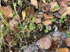 Androsace filiformis