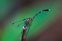 Nannophlebia eludens