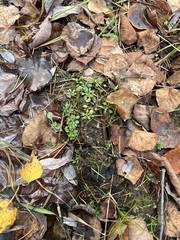 Androsace filiformis