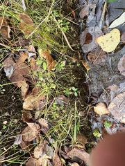 Androsace filiformis