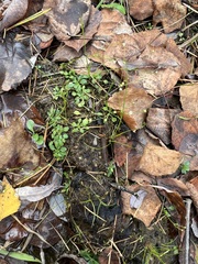 Androsace filiformis