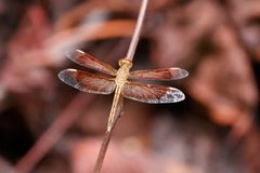 Neurothemis stigmatizans