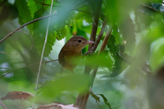 Colluricincla rufogaster