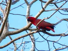 Eclectus roratus