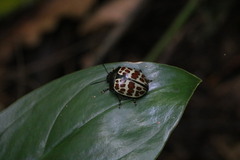 Platyphora tessellata