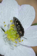 Acmaeodera tubulus