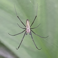 Nephila pilipes