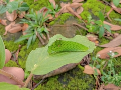 Graphium agamemnon