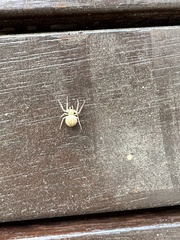 Zygometis xanthogaster