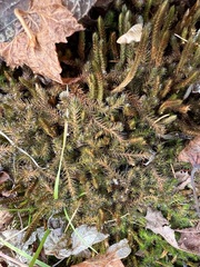 Selaginella rupestris