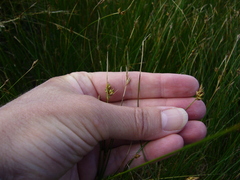 Carex divisa