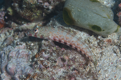 Parapercis bimacula