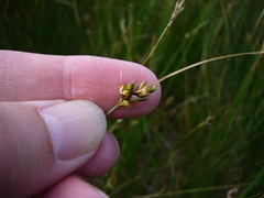 Carex divisa