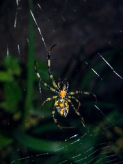 Nephilengys malabarensis