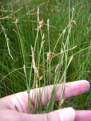 Carex divisa