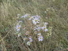 Aster biennis