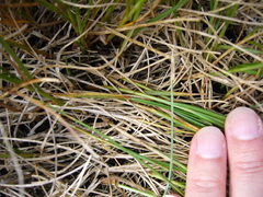 Carex divisa