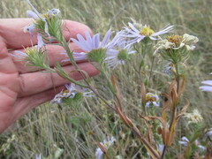 Aster biennis