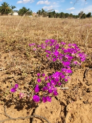 Lampranthus emarginatus