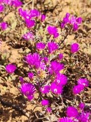 Lampranthus emarginatus