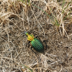 Carabus lafossei