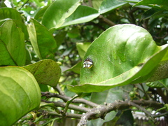 Poecilopachys australasia