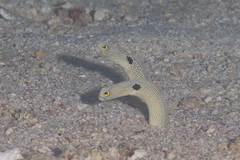 Heteroconger hassi