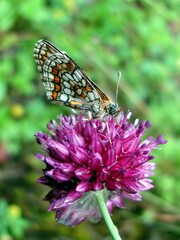 Melitaea parthenoides