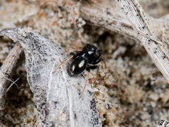 Chalcoscirtus karakurt