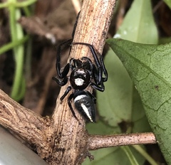 Opisthoncus quadratarius