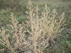 Axyris amaranthoides