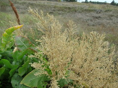 Axyris amaranthoides