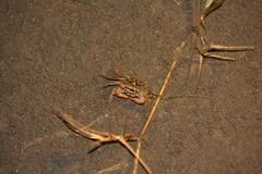 Sesarmidae