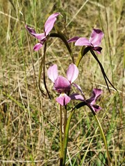 Diuris punctata