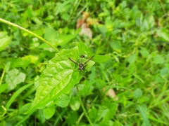 Salpingogaster