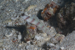 Amblyeleotris steinitzi