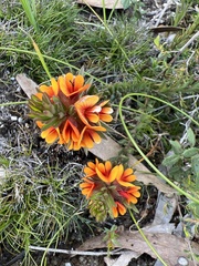 Pultenaea humilis