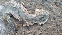 Fowlea flavipunctata