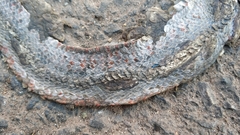 Fowlea flavipunctata