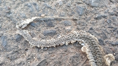 Fowlea flavipunctata