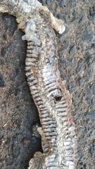 Fowlea flavipunctata