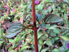 Heterocentron subtriplinervium