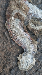 Fowlea flavipunctata